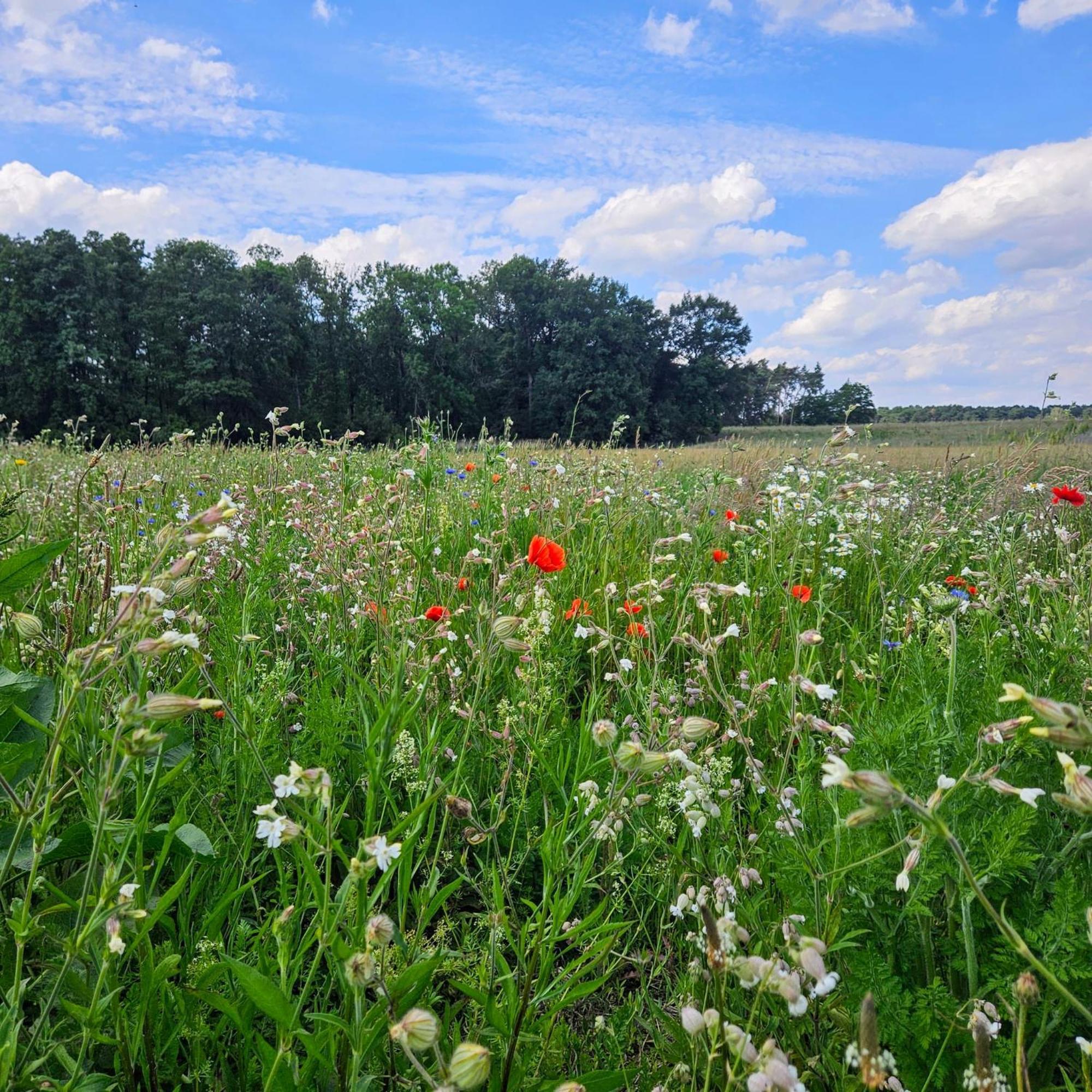 Campeggio Landgut Voigtsmuehle